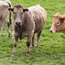 Organic cattle Image 3
