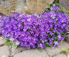 Campanula seeds