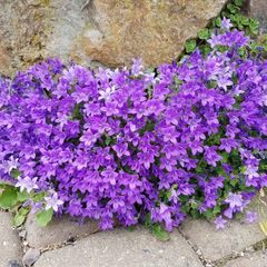 Campanula seeds