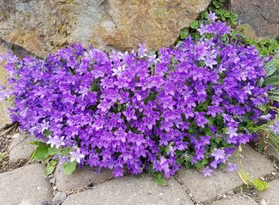 Campanula seeds
