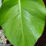 No.5 Monstera Green On Green Image 4