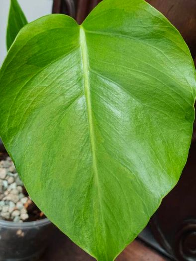 No.5 Monstera Green On Green