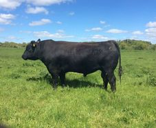 Pedigree Angus Bulls for sale