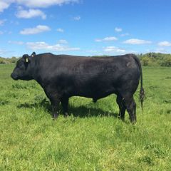 Pedigree Angus Bulls for sale