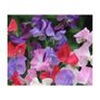 (S) Sweet Pea Spencer Mix seeds 2g (414468) Image 2