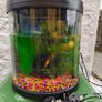Fish Tank Image 3