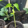 French Beans Image 6