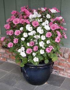 (L) Lavatera Mix seeds 1g (415342)