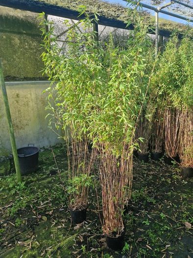 Bamboo fargesia Volcano