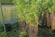 Bamboos plants for Evergreen Privacy hedge.