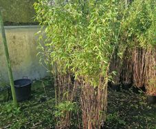 Bamboos plants.  delivery available