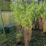Bamboos plants Delivery available Image 3