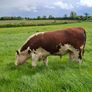 Pbr pedigree hereford bull Image 3
