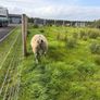 Dutch Spotted Ram Image 4