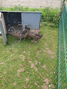khaki campbell ducklings