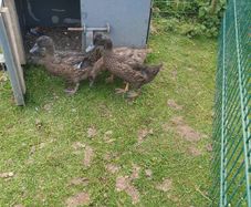 khaki campbell ducklings