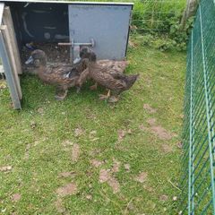 khaki campbell ducklings