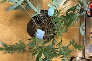 Blue Fern