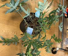 Blue Fern