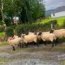 40 Hoggets Image 4