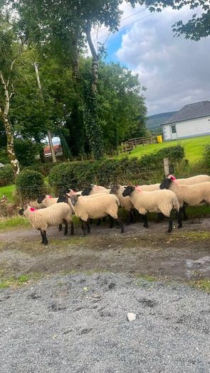 40 Hoggets