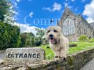 Rare breed Glen of Imaal Terrier Available for Photoshoots Image 2
