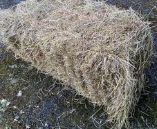 Hay for sale