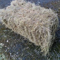Hay for sale
