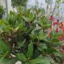 Bay tree Image 3