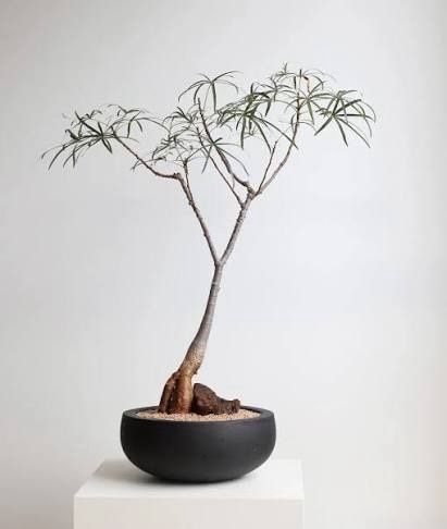 Australian bottle tree one bud is on sale