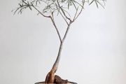 Australian bottle tree one bud is on sale