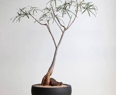Australian bottle tree one bud is on sale