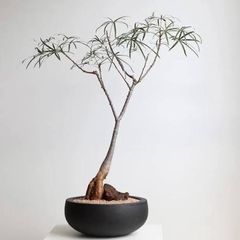 Australian bottle tree one bud is on sale