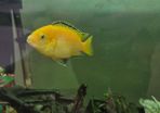 yellow lab cichlid