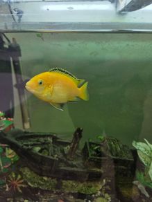 yellow lab cichlid