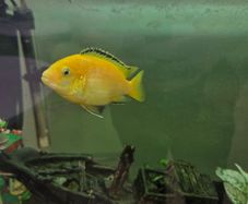 yellow lab cichlid