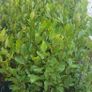 Griselinia Hedging Image 9