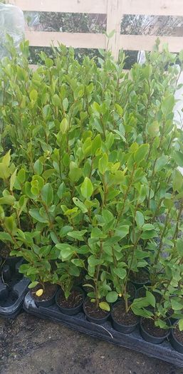Griselinia Hedging