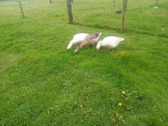Geese