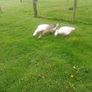 Geese Image 3