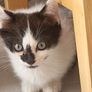 kittens Image 2