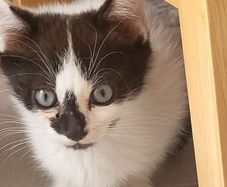 kittens
