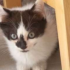 kittens