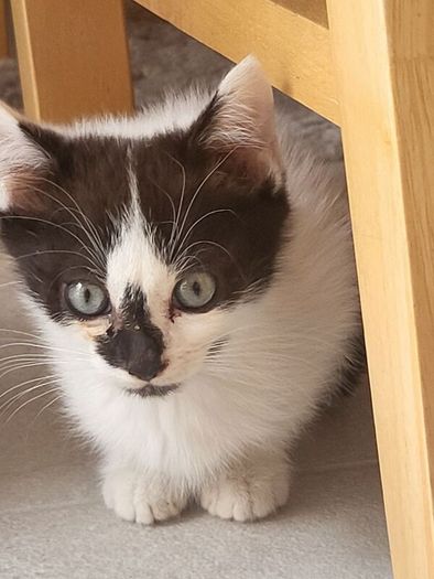 kittens