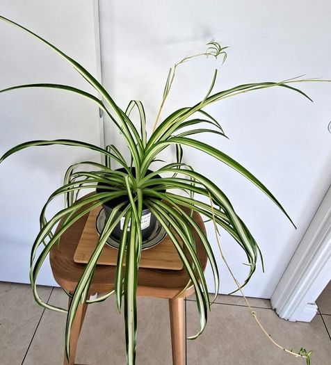 Large spider plant