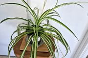 Large spider plant