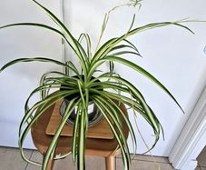 Large spider plant