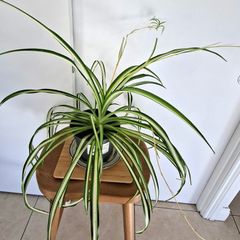 Large spider plant