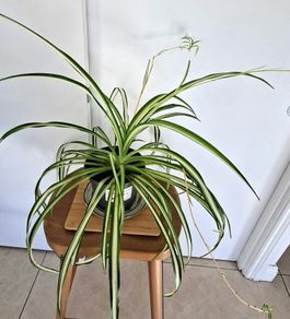 Large spider plant