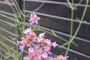 Purple flowering Verbena